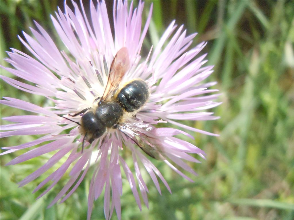 Da Napoli: Apidae Megachilinae: Osmia od Hoplitis.